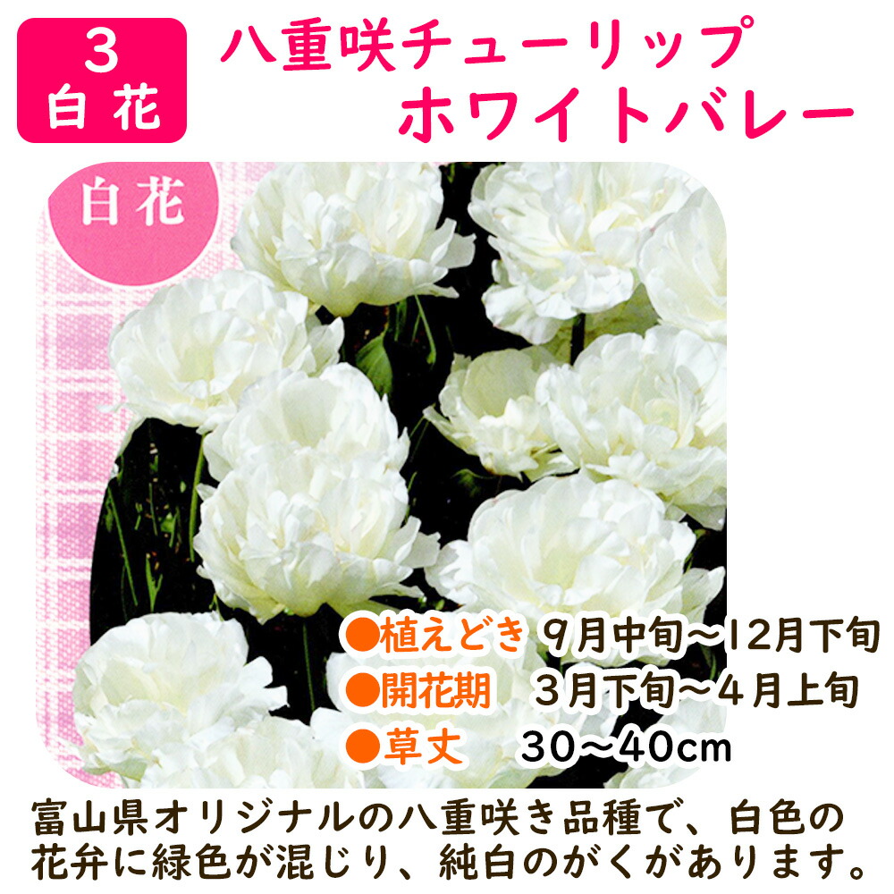 楽天市場】選べる「 八重咲き チューリップ 球根 」 ミランダ リムジン