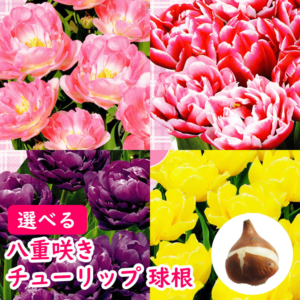 楽天市場】選べる「 八重咲き チューリップ 球根 」 ミランダ リムジン