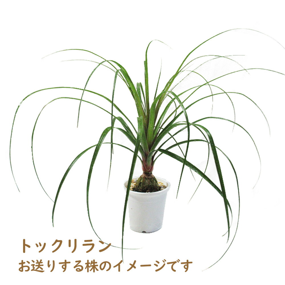 楽天市場】観葉植物 「 トックリラン 」 4号鉢 ノリナ ポニーテール