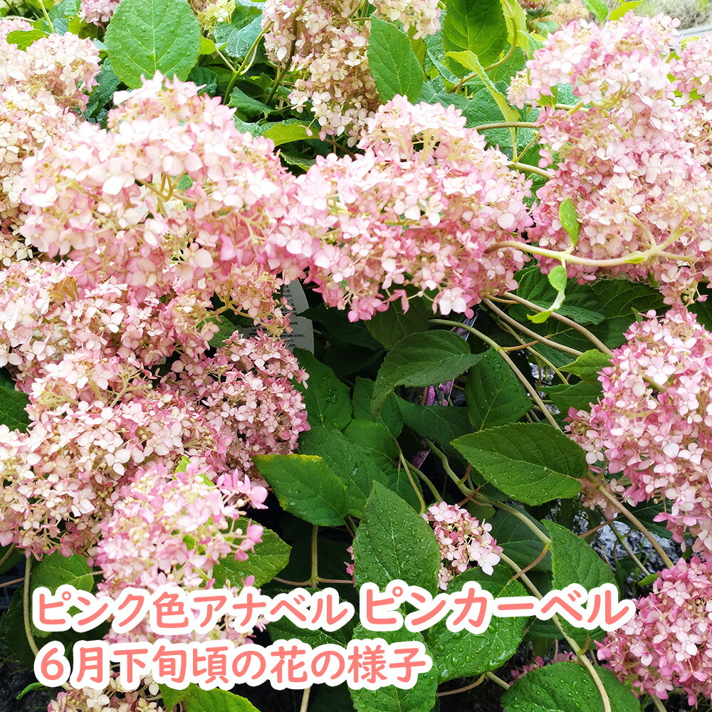 楽天市場】【 2026年開花予定株 】アナベル 苗 苗木 「 ピンカーベル