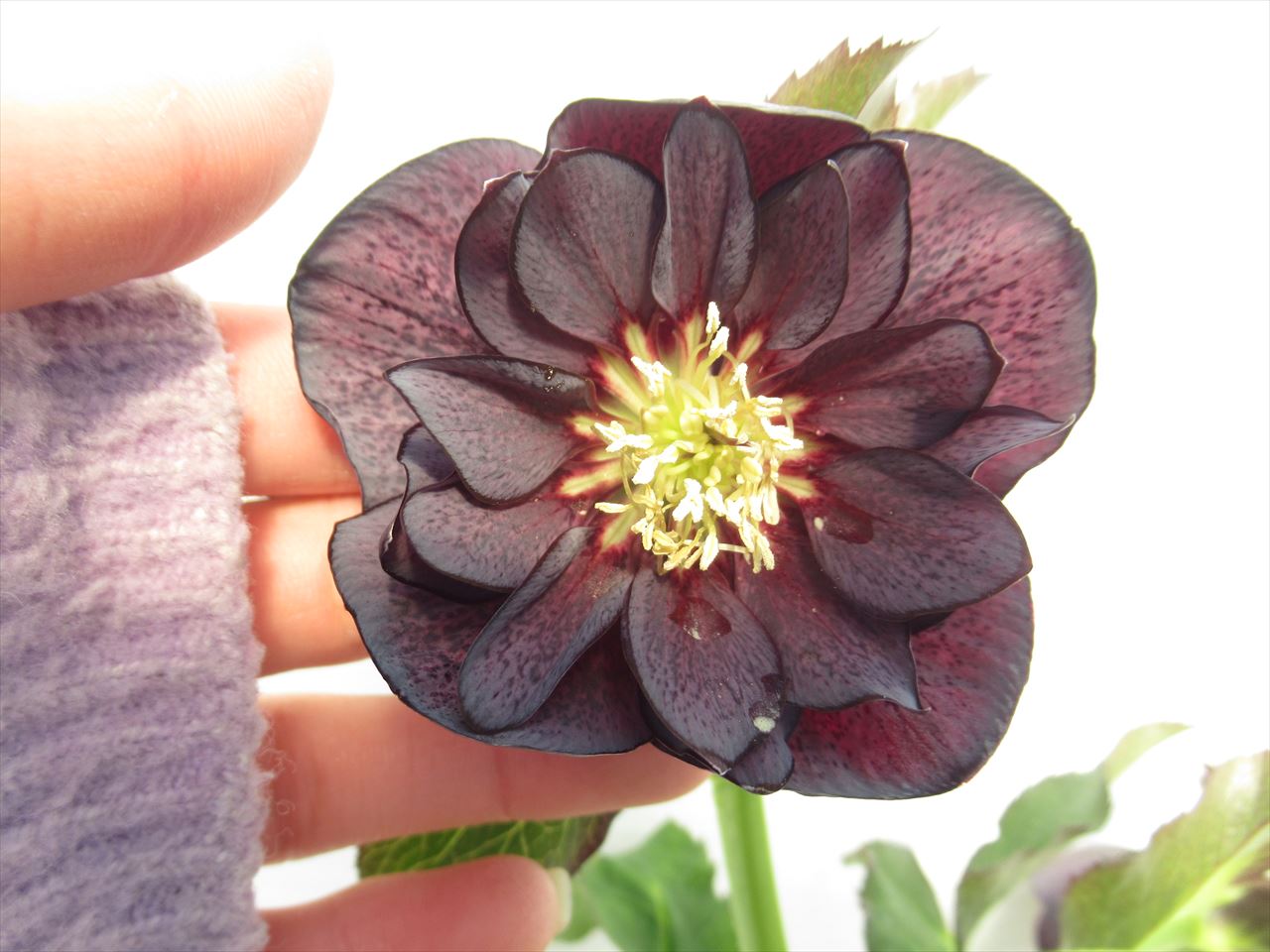 楽天市場】クリスマスローズ開花株八重ブラック系 クリスマスローズ