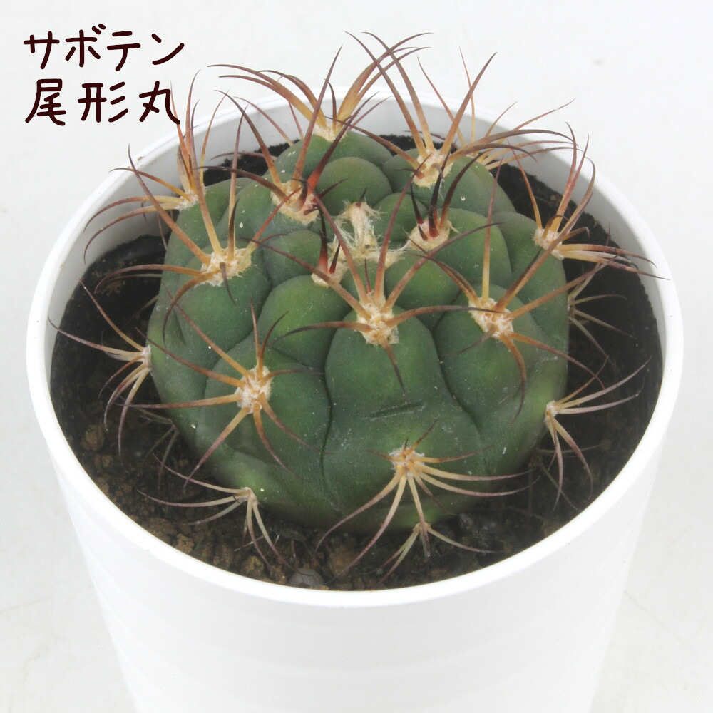 楽天市場】サボテン・尾形丸【オガタマル ギムノカリキウム 天紫玉