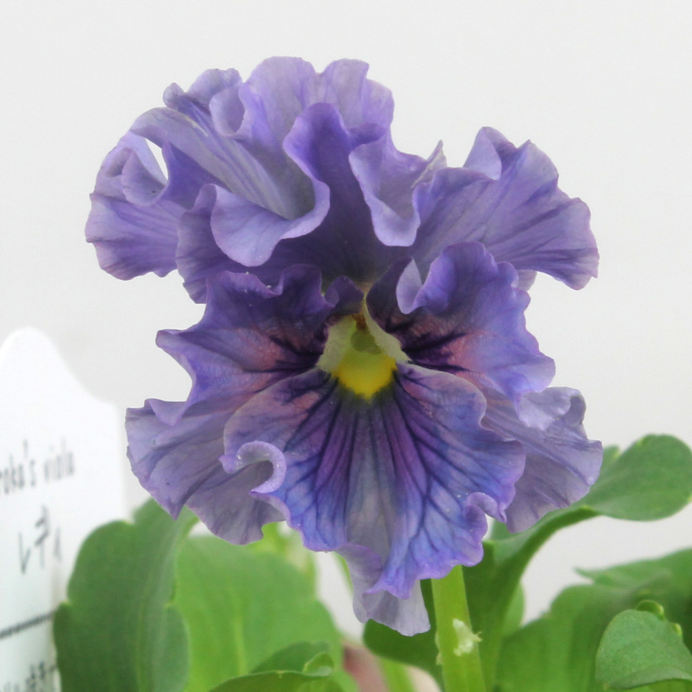 楽天市場】［花色おまかせ］ビオラ・レディ 3号ポット【おしゃれ 新