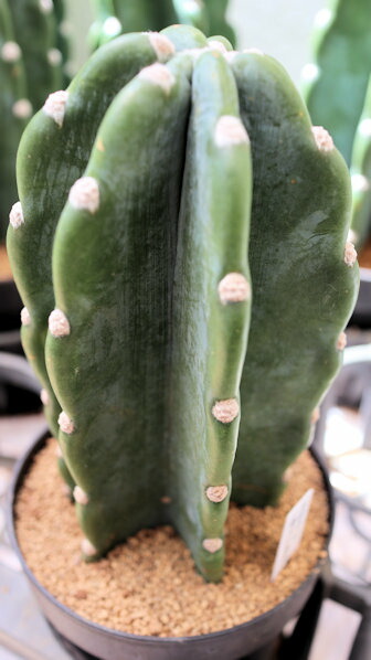 楽天市場】さぼてん 柱サボテン とげなし 鬼面角 キメンカク【地域限定