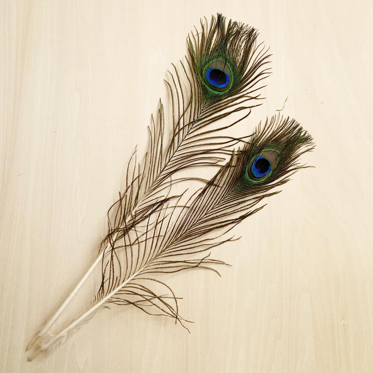 楽天市場】羽 パーツ くじゃく 目玉羽 パーツ（ピーコック アイ