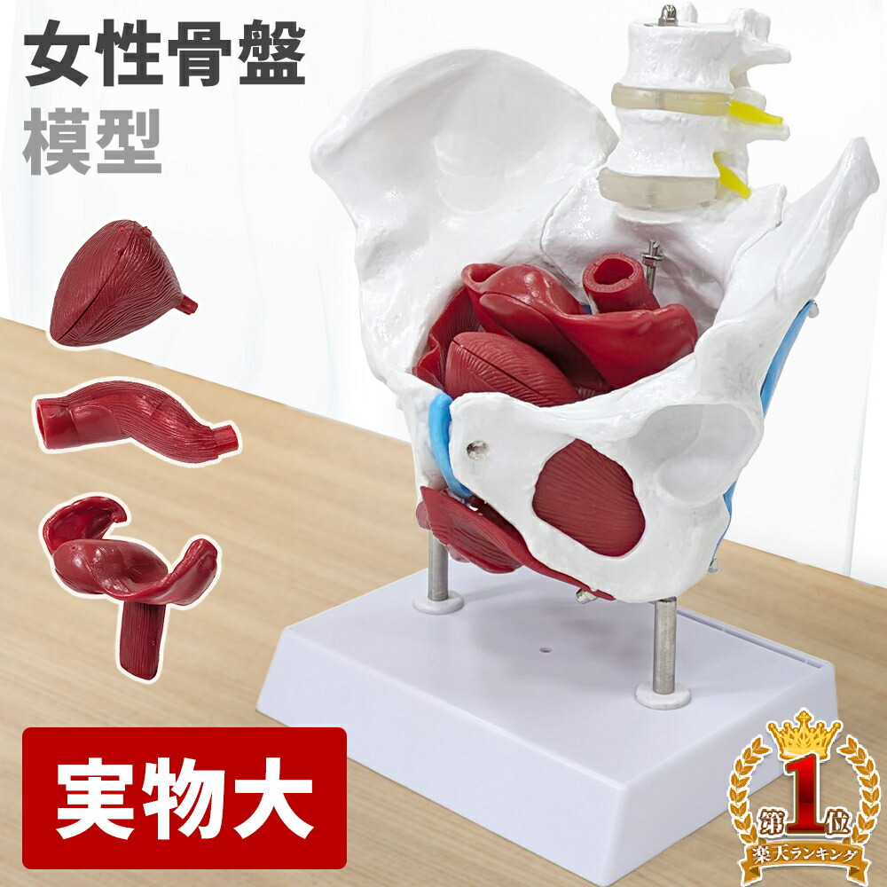 楽天市場】実物大 骨格模型 女性骨盤模型 1/1サイズ 取り外し可能 膣内