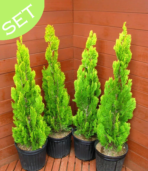 楽天市場】エレガンテシマ4本セット 樹高80～100センチ