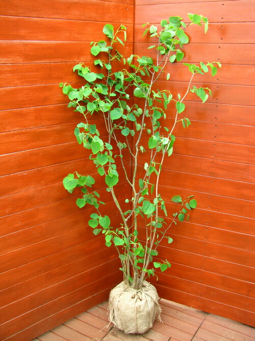 楽天市場】マルバノキ【シンボルツリー 庭木 植木】 : ファインガーデン