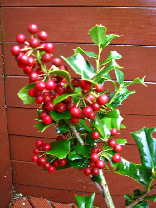 楽天市場】クリスマスホーリー【クリスマス ヒイラギ ホーリー リース