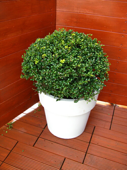 楽天市場】タマツゲ玉仕立て 白い底面給水鉢入り【ツゲ玉 庭木 常緑樹