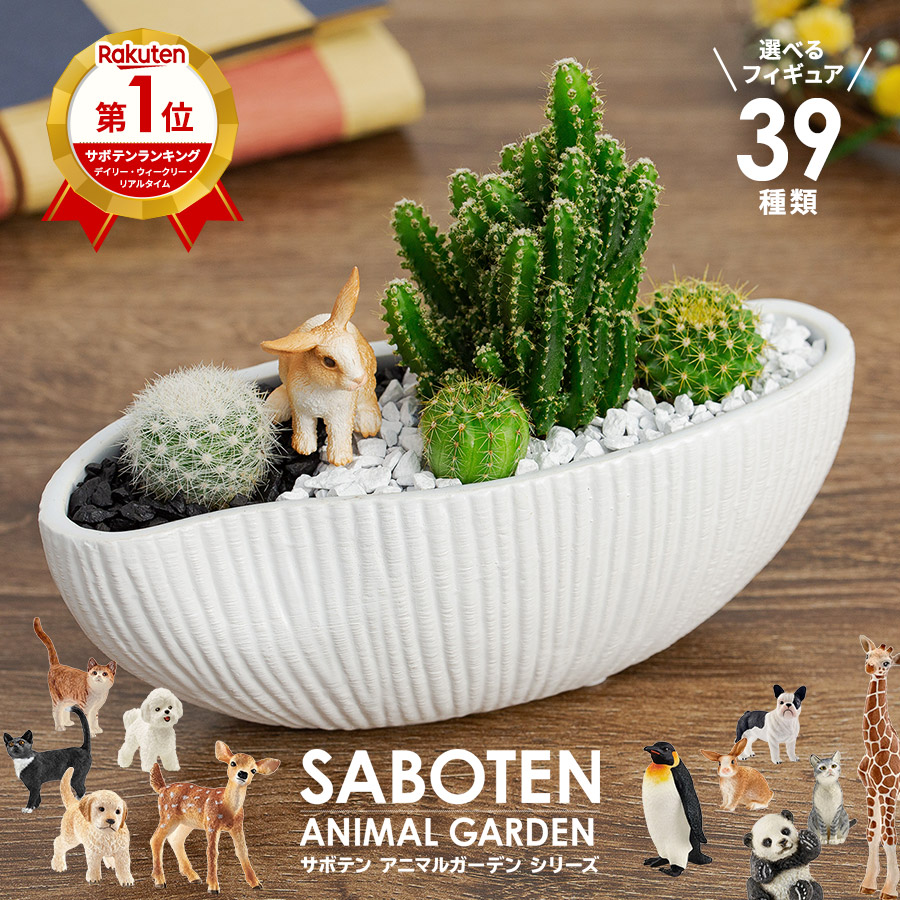 楽天市場 | 花とインテリア雑貨 Fleur Bazar - サボテン・多肉寄せ植え