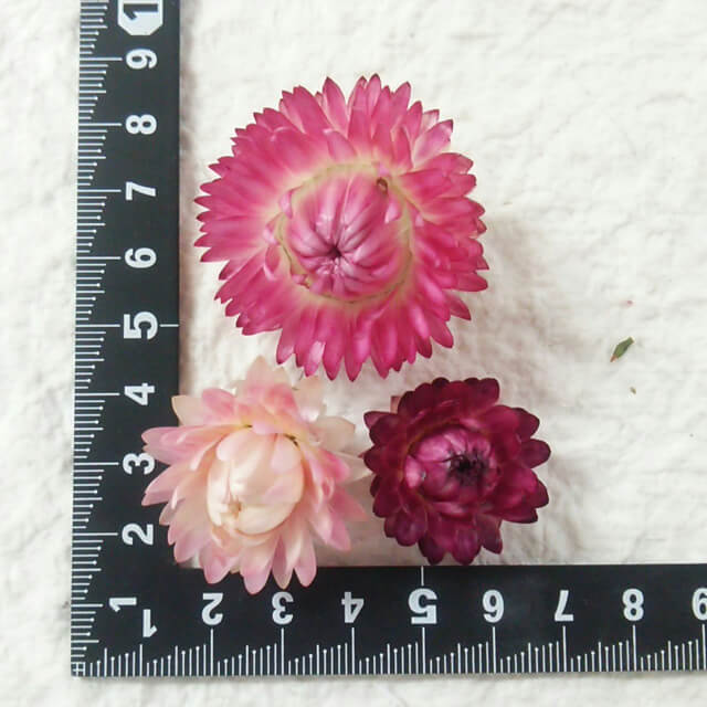 楽天市場】ハーバリウムに！ ヘリクリサム 約20個ドライフラワー、花