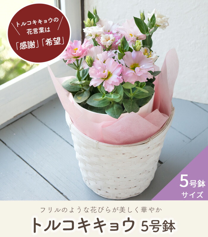 楽天市場】遅れてごめんね 敬老 花 敬老の日 花 プレゼント ギフト