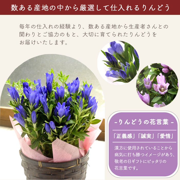 楽天市場】遅れてごめんね 敬老 花 敬老の日 花 プレゼント ギフト