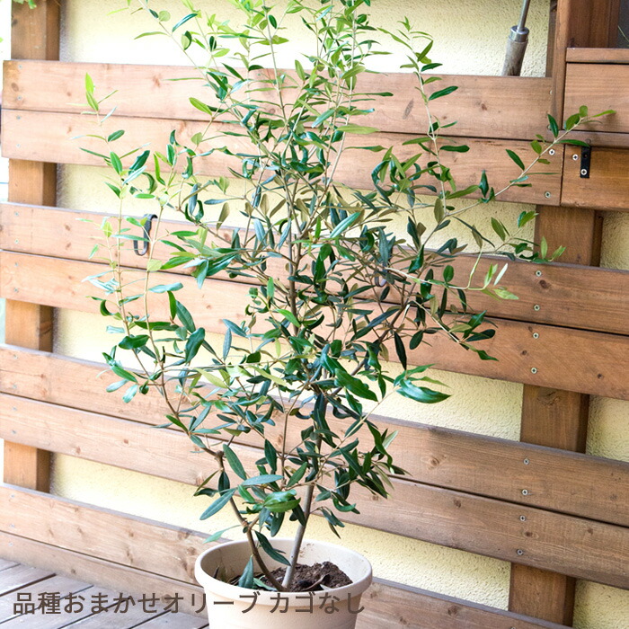 楽天市場】オリーブの木 観葉植物 オリーブ 8号 コロネイキ