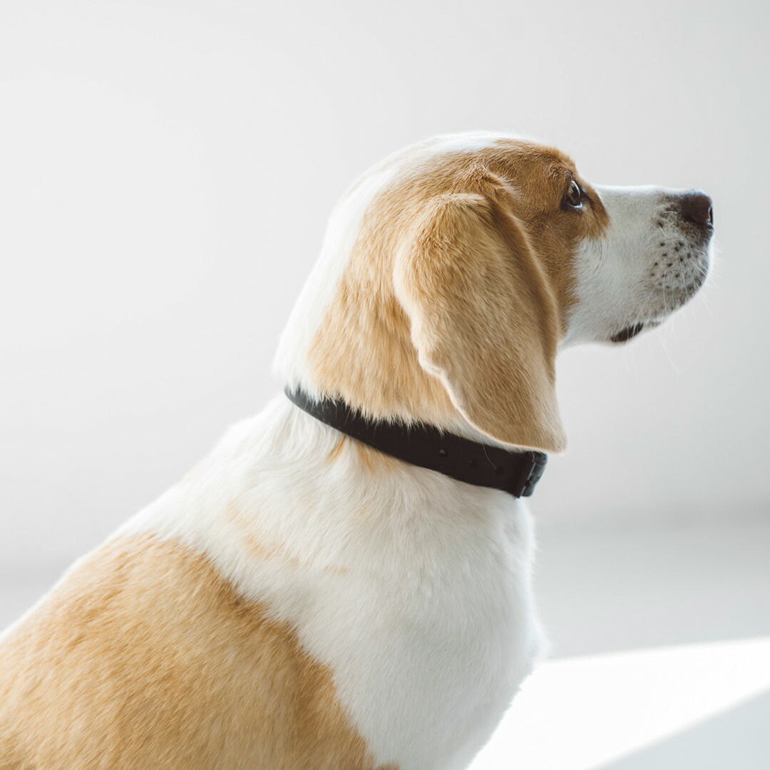 楽天市場】【犬 首輪】オイルレザー ブレイド カラー L サイズ犬 首輪