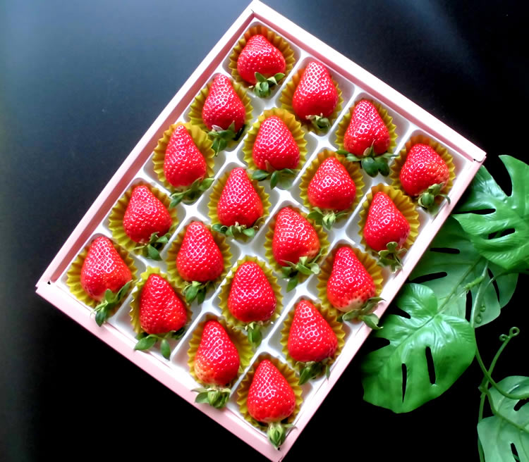 楽天市場】2025年1月中旬より発送開始 さくらももいちご 桜桃苺 サクラ