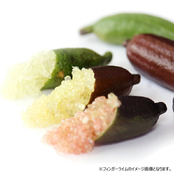 楽天市場】山形県産 冷凍フルーツ フィンガーライム 50g (4本〜6本入り