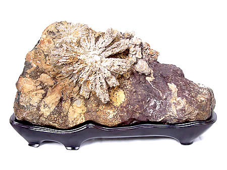 楽天市場】根尾谷菊花石 岐阜県根尾谷産 : ギャラリーメイスン