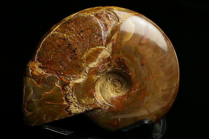 楽天市場】オパール化アンモナイト マダガスカル産 : ギャラリーメイスン