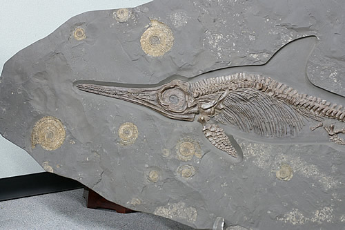 楽天市場】博物館クラス イクチオサウルス化石 : ギャラリーメイスン