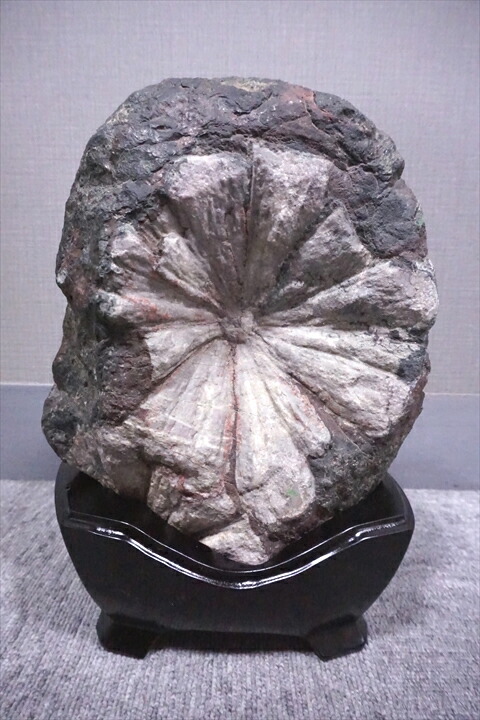 菊花石」の人気商品一覧 | 安い商品を通販サイトから探す - 価格.com