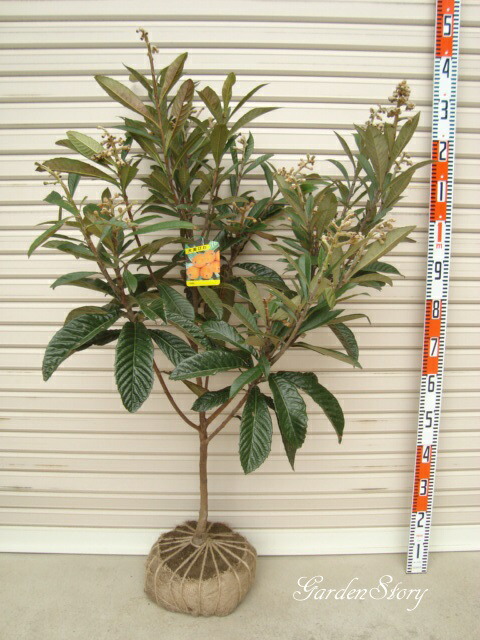 楽天市場】【クイーン長崎】3年生接木苗 大苗ビワ クイーンナガサキ