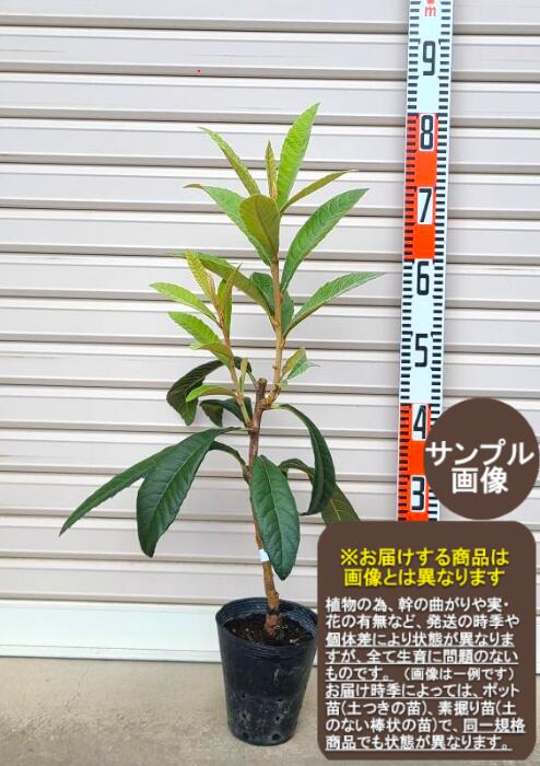 ビワ 苗」の人気商品一覧 | 安い商品を通販サイトから探す - 価格.com