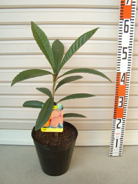 楽天市場】びわ の 木の通販