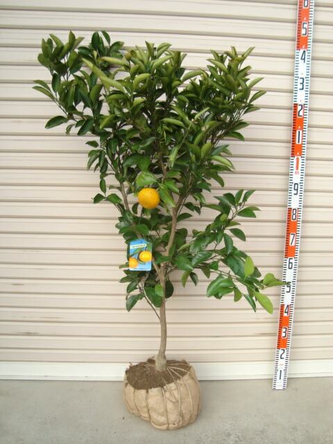 楽天市場】【スイートスプリング】4年生接木苗オレンジの苗1本で実が