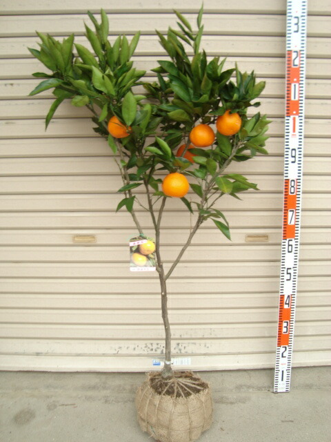 楽天市場】【興津早生みかん】4年生接木苗温州みかんの苗1本で実が