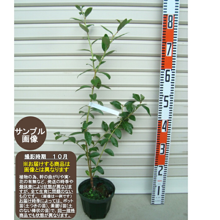 楽天市場】【チャンドラー】接木苗ノーザンハイブッシュ系