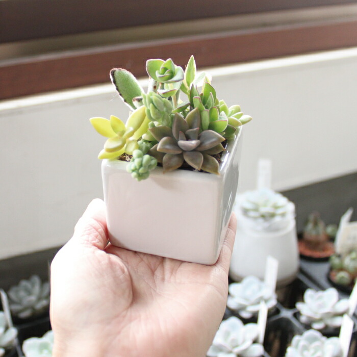 楽天市場】多肉 多肉植物 寄せ植え 『 白い陶器 多肉の寄せ植え 1個