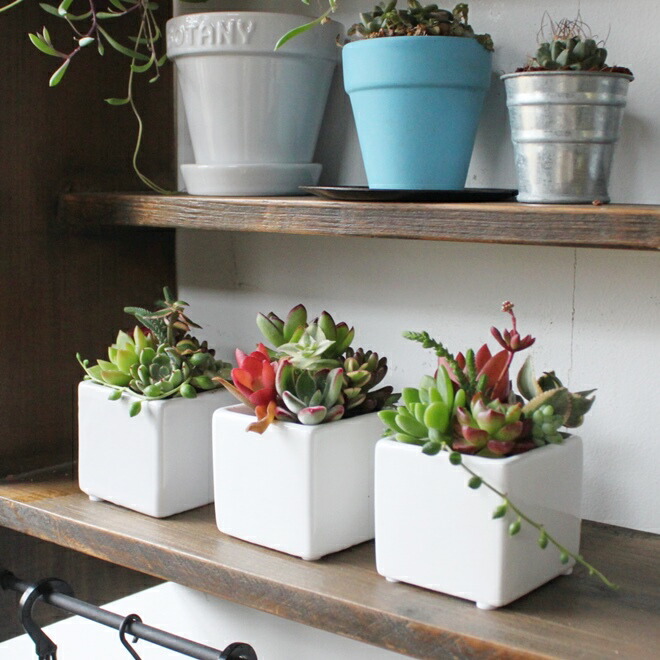 楽天市場】多肉 多肉植物 寄せ植え 『 白い陶器 多肉の寄せ植え 1個