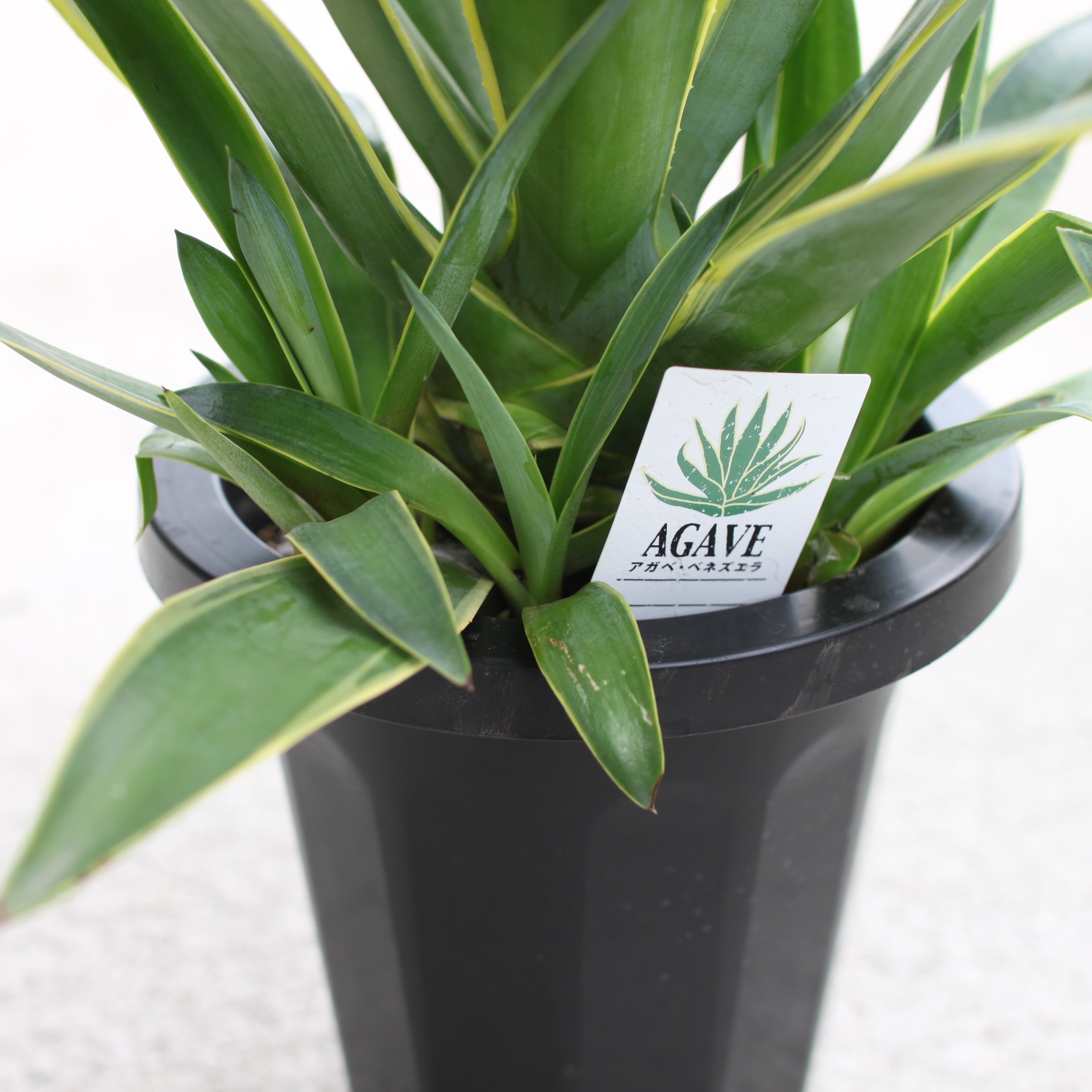 楽天市場】アガベ ベネズエラアガベ デスメッティアナ アメリカーナ
