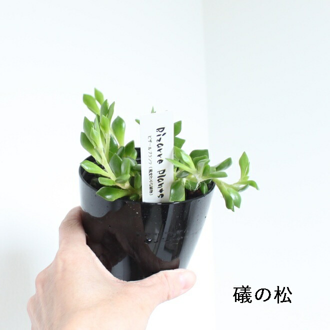 楽天市場】選べる 多肉植物 バラエティ お得 3.5号 3.5寸