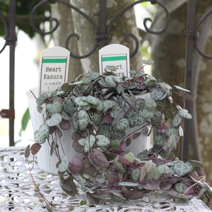 楽天市場】ハートカズラ レディハート 2POTセット 2.5寸 2.5号 葛