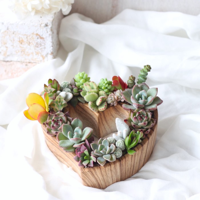 楽天市場】多肉の寄せ植え ギフト 多肉植物 「 多肉の寄せ植え