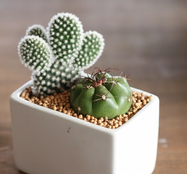 楽天市場】「サボテン 寄せ植え」プチギフト ママ友 陶器鉢 鉢付
