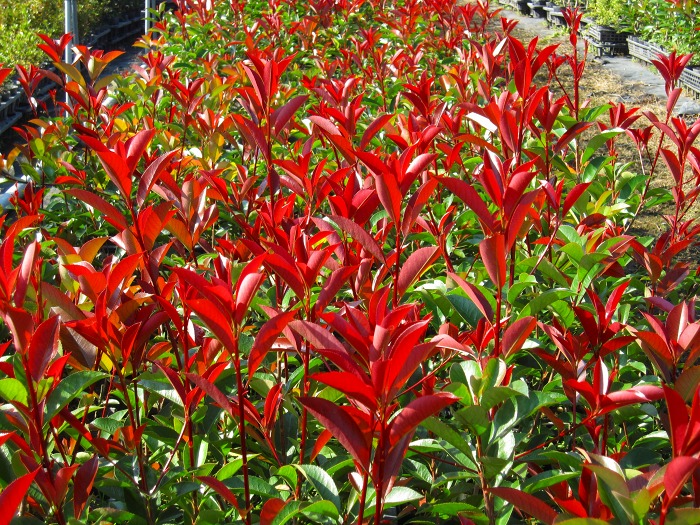 ガーデニング用品 レッドロビン」の人気商品一覧 | 安い商品を通販