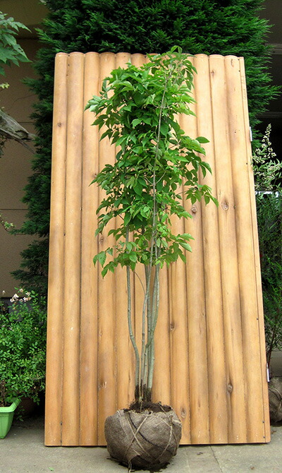 楽天市場】アオダモ 株立 樹高1.5m前後 露地苗 シンボルツリー 落葉樹