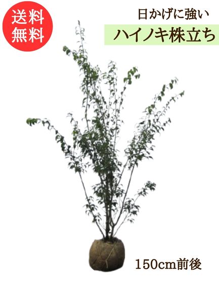 楽天市場】ハイノキ 樹高1.5m前後 露地苗 【剪定サービス＆支柱付き
