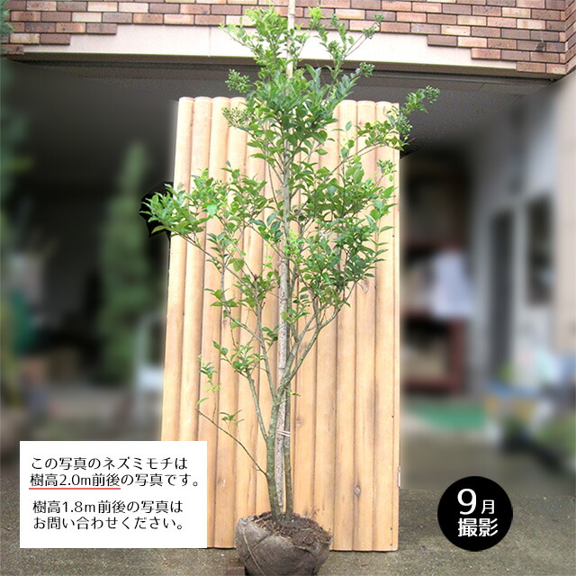 楽天市場】ネズミモチ 樹高1.8m前後 露地苗 シンボルツリー 常緑樹