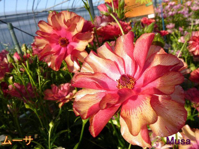 楽天市場】【24種】ラナンキュラス ラックス 4号ポット（花なし〜蕾