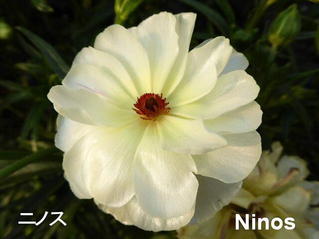 楽天市場】【24種】ラナンキュラス ラックス 4号ポット（花なし〜蕾