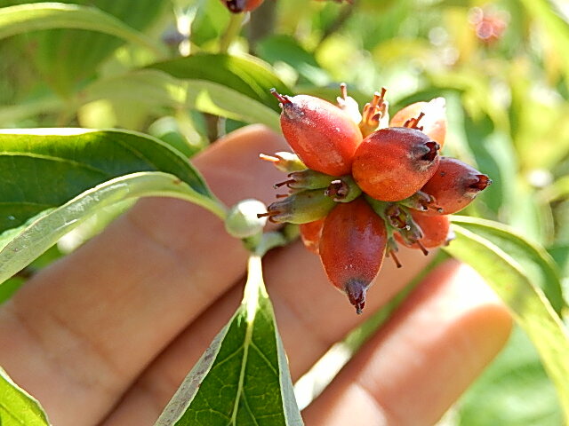 楽天市場】2026年4月末頃開花ハナミズキ 赤 花水木 シンボルツリー