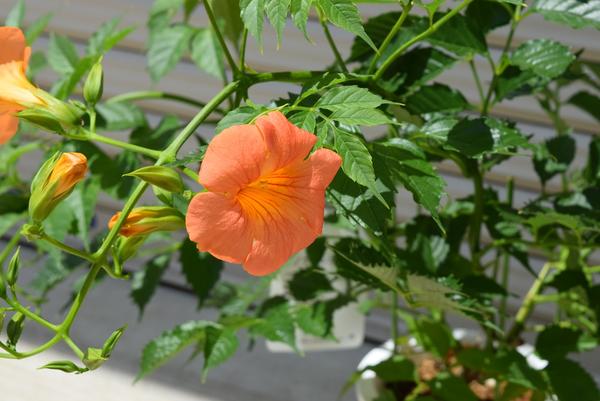 楽天市場】【ノウゼンカズラ】凌霄花 オレンジの花 庭木 つる植物 育て