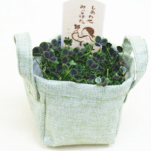 クローバー 苗」の人気商品一覧 | 安い商品を通販サイトから探す