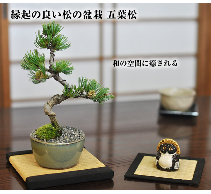 楽天市場】盆栽 松 五葉松 樹齢5年 ミニ盆栽 初心者 インテリア 室内