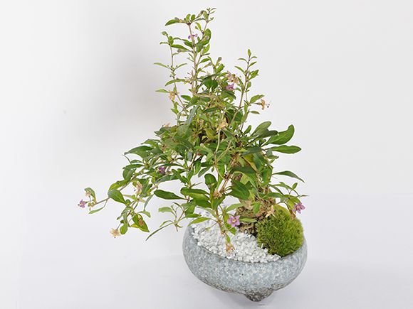 楽天市場】クコ 枸杞【盆栽 ミニ盆栽 鉢植】 : 盆栽妙 楽天市場店